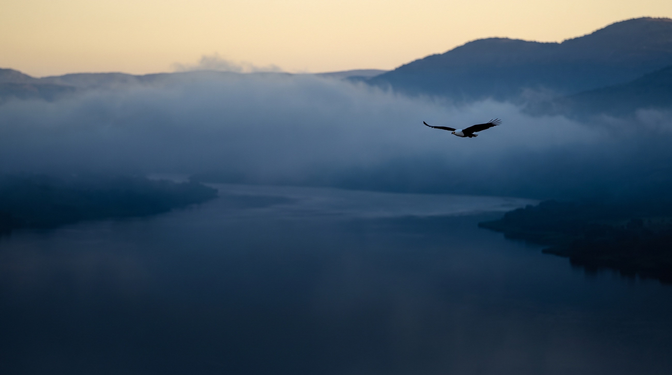 An African fish eagle in flight above a broad river at first light.