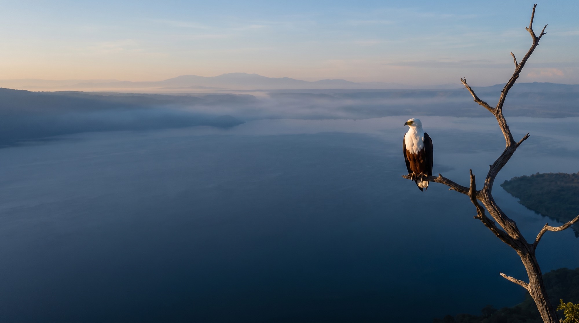 An African fish eagle perched high above an expansive lake at dawn, surveying the water.