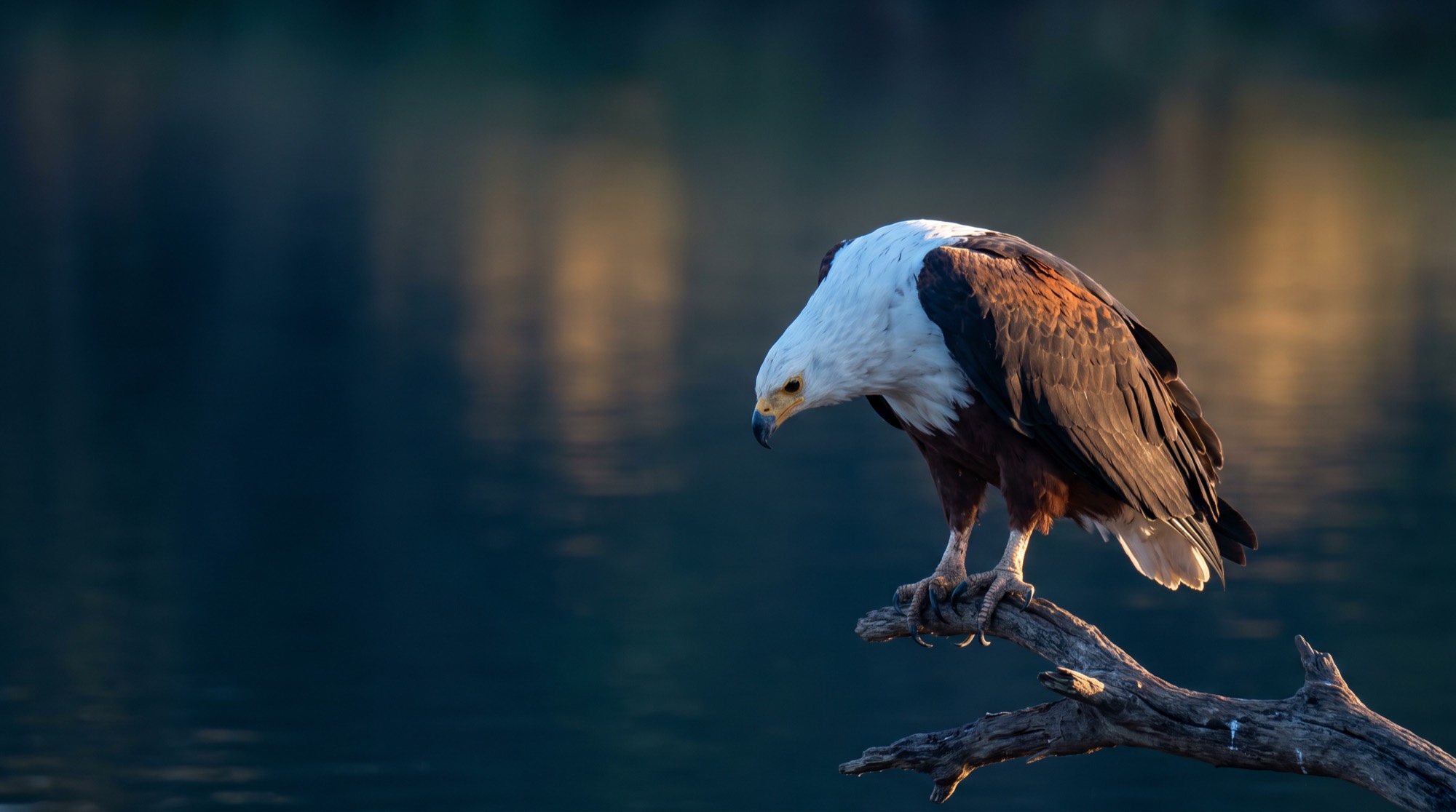 An African fish eagle turning its head attentively towards movement below.