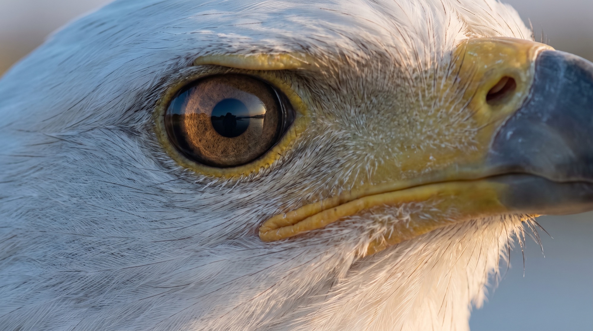 A close view of an African fish eagle's eye and facial detail.