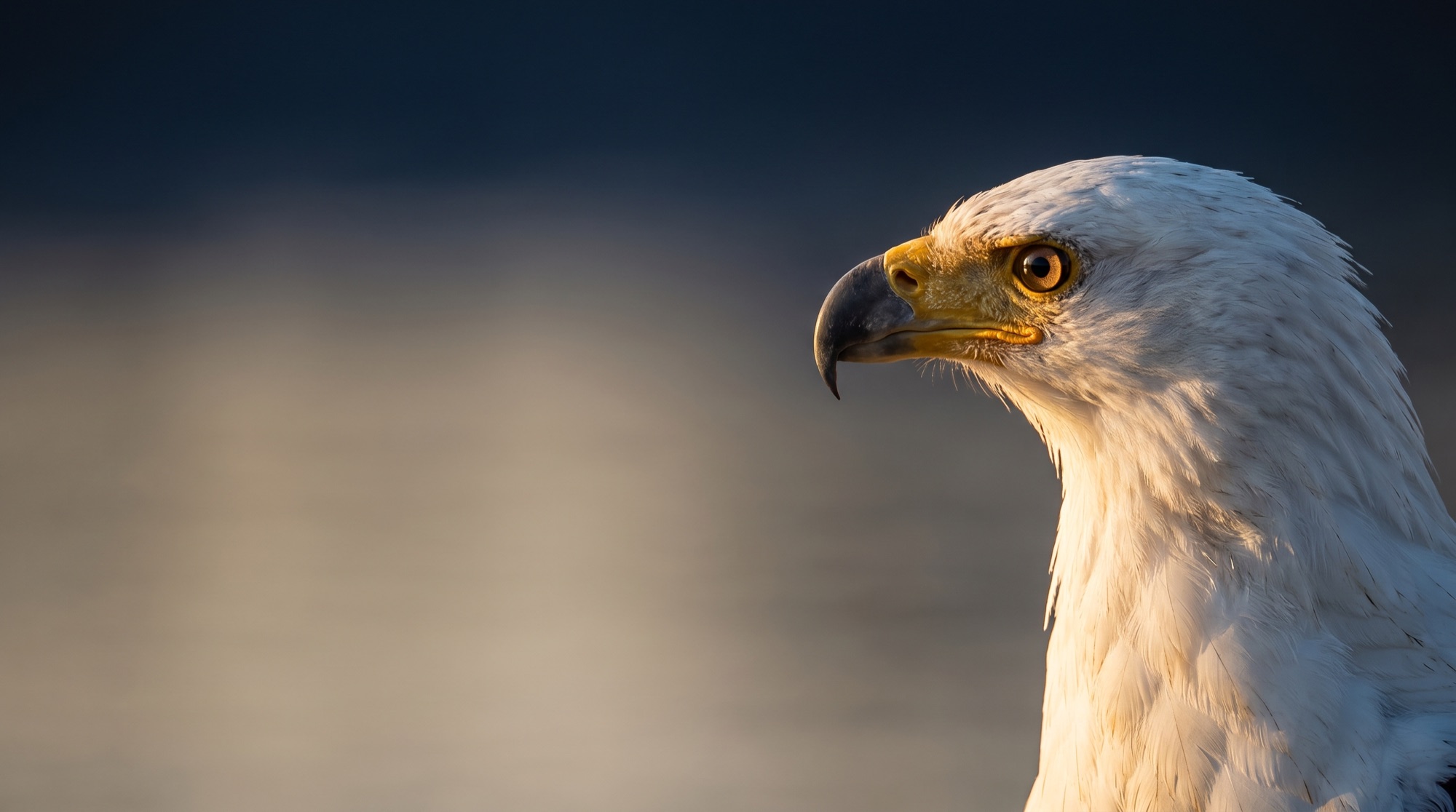 An African fish eagle in profile at dawn, held to the right of a quiet river.