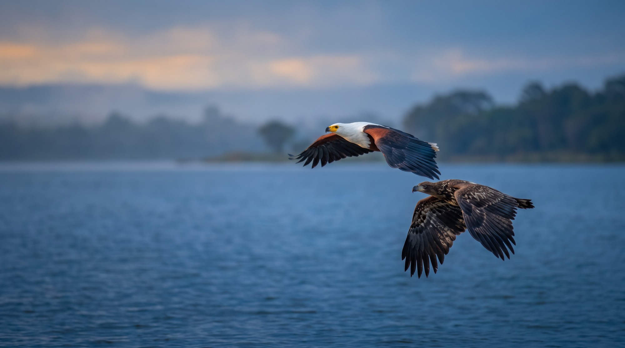 An adult African fish eagle flying alongside a younger bird above a river.