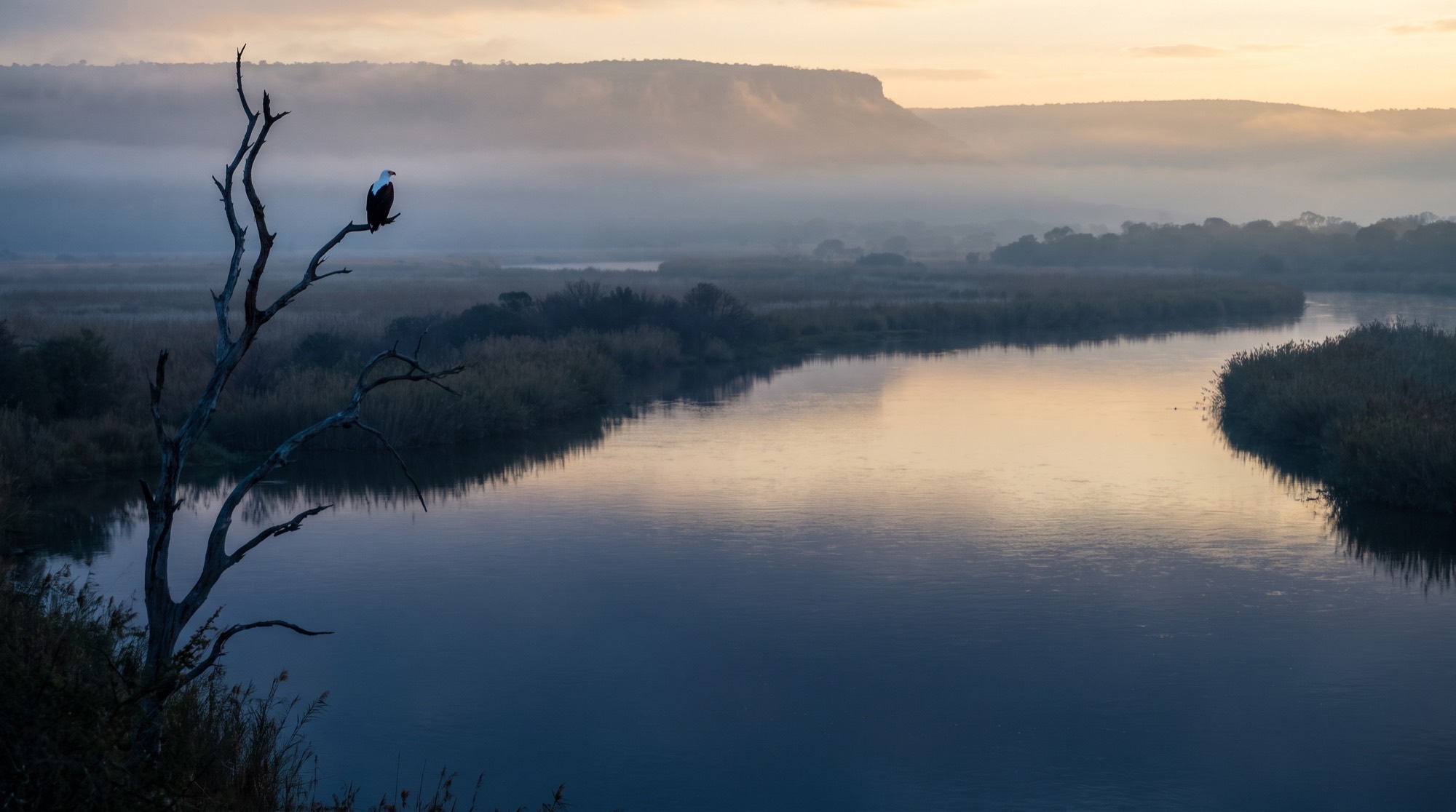 An African fish eagle perched above a wide river valley at dawn.