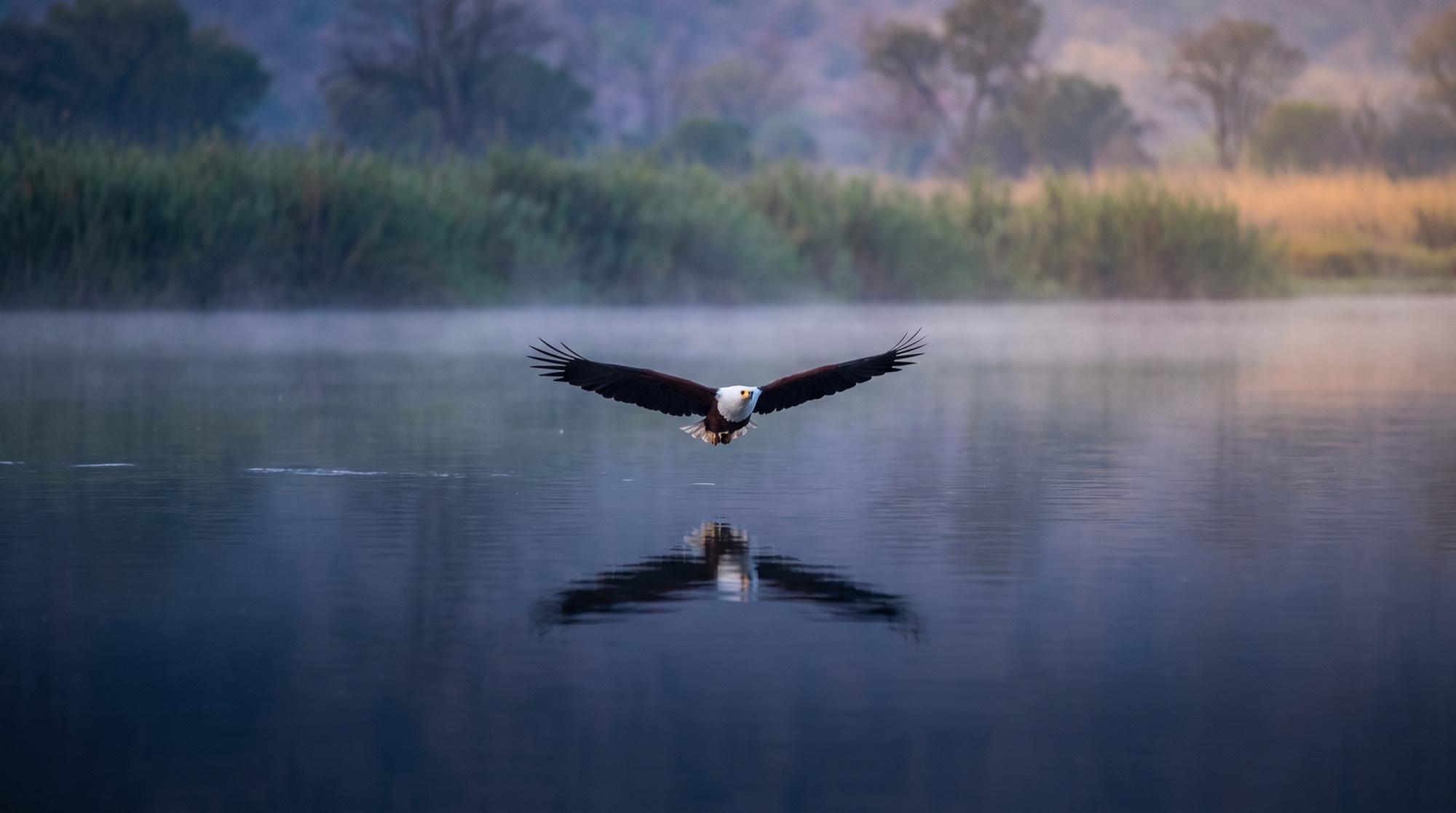 An African fish eagle gliding level along the course of a wide river.